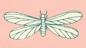 about_termite_img002