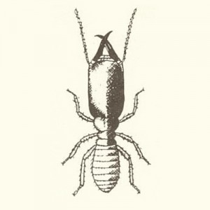 about_termite_img003