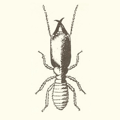 ヤマトシロアリ兵蟻