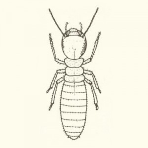 about_termite_img004
