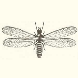 about_termite_img005