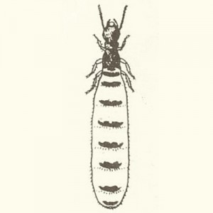 about_termite_img006