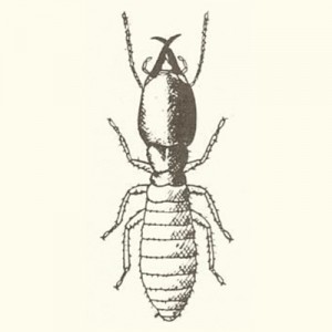 about_termite_img007