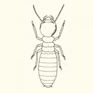 about_termite_img008