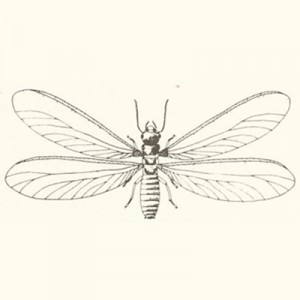 about_termite_img009