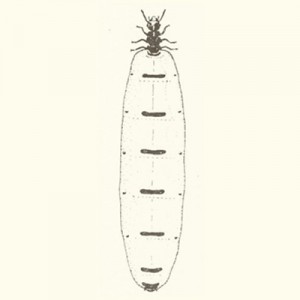 about_termite_img010