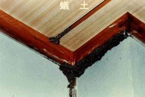 about_termite_img013