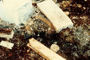 about_termite_img015