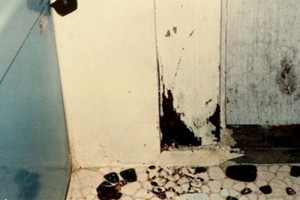 about_termite_img016