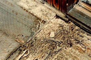 about_termite_img020