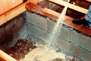 about_termite_img024