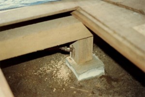 about_termite_img026
