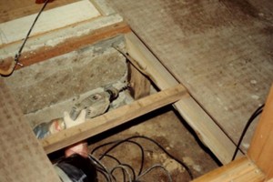 about_termite_img027