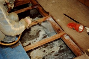 about_termite_img029